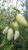 MIYU auage Tomato Seed  Tart  Weet Flavor! Heirloom Variety- Organic ! -100-
