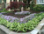 7 Hosta Green and White Variegated Hostas