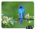 BGLKCS Beautiful Cool Bird Mouse pad Spring Branch Mouse Pad  Mousepad