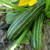 Cocozelle Zucchini Squash - 4 g ~30 Seeds - Heirloom  Open Pollinated  Non-GMO  Farm  and  Vegetable Gardening Seeds - Summer Squash
