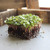 China Rose Radish Seeds - 1 LB ~42 000 Seeds - Non-GMO  Heirloom  Open Pollinated Vegetable Gardening  and  Micro Greens Seeds
