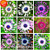 Dichondra Fresh 50 PCS Osteospermum Flower Seeds for Planting Multi Colour