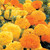 Park Seed Park s Whopper Mix Marigold Seed  Includes 25 Seeds in a Pack