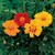 Park Seed Disco Mix Marigold Pack of 50 Seeds