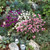 Park Seed Las Vegas Mix Gomphrena Seeds