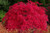 Scarlett Princess Japanese Maple Live Tree NOT Seeds - A New Red Variety - Acer palmatum  Scarlet Princess  - 1 - Year Live Tree