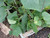 30 Plus  Sweet Success Cucumber Seeds