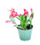 9GreenBox - Red Christmas Cactus Plant - Zygocactus - 4 inch Pot