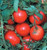 Oregon Spring Tomato Seeds