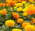 Marigold Seeds- Crackerjack Mix- 2.5g. -500 Plus  Seeds-