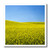 3dRose USA  WA  Palouse Region. Spring Canola Field. - Iron on Heat Transfers -ht_333023_1-