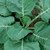 David s Garden Seeds Collards Vates 6443  Green  500 Non-GMO  Heirloom Seeds