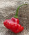 Aji Dulce 2 Venezuelan National Pepper Premium Seed Packet  Plus More