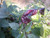 Purple Bhut Jolokia 20 Seeds by Pepper Gardeners