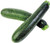 50 Black Beauty Zucchini Summer Squash Cucurbita Pepo Vegetable Seeds