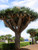 8 Dragon Tree Seeds  Dracaena Draco  Dragon s Blood