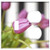 2-Gang  Toggle Outlet Combination Wall Plate Cover - Tulips Flowers Nature Spring Pink Bouquet