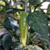 Wayland Chiles Heirloom Chile Collection 100 Seeds - 10 Varieties