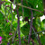 Purple Podded Pole Bean - 25 Seeds