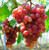 Giant Red Globe Grape Seeds - Biggest Variety  Juicy Fruits