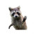 Waving Raccoon Wall Decal - 8.5 inch  wide x 11 inch  tall