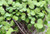 Microgreens Seeds- Arugula Rocket- 1 Ounce  23 500 Seeds