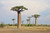 Baobab Tree Seeds - 5 Seeds to Grow - Highly Prized Baobab Tree - Ships from Iowa. Exotic Indoor Bonsai Seeds to Grow