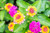 50 Lantana Flower Seeds - Made in USA  Ships from Iowa. Very Good Butterfly Plant