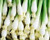 Evergreen Bunching Onion Seeds - 300 Seeds NON-GMO