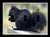 Triple Toggle  3-toggle  Light Switch Plate Cover - Squirrels - Black Squirrel