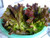 Red Romaine Lettuce Seeds- Heirloom- 2 000 Plus Seeds by Ohio Heirloom Seeds