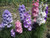 NIKA SEEDS - Flowers Delphinium Dwarf Mix Annual - 70 Seeds