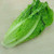 Sow No GMO Lettuce Romaine Parris Island Cos Non GMO Heirloom Leafy Green Garden Vegetable 50 Seeds
