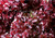 Sow No GMO Lettuce Ruby Red Leaf Non GMO Heirloom Leafy Garden Vegetable 500 Seeds