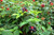 Raspberry Plants  Mysore Black Rasp.  Includes Four  4  Plants
