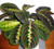 Red Prayer Plant - Maranta - Easy to Grow House Plant - 4 inch  Hanging pot - from jmbamboo