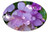 BLUE SKY Tropical Flowering Vine Live Plant Thunbergia grandiflora Lavender Blue Flowers Starter Size 4 Inch Pot Emerald TM