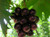Grape Plant  inch Southern Home inch  Includes  4  Four Plants