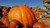 Atlantic Giant Pumpkin - 40 Seeds. 1 2 oz - World Record Dill s Variety - C328