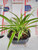 Jmbamboo-reverse Variegated Spider Plant - Bonsai Pot 4x4x2 for Better Growth - Cleans the Air