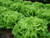 Green Oak Leaf  Oakleaf  Heirloom Lettuce Seeds- 1 000 Plus Seeds
