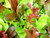 1 000 Plus Mesclun Lettuce Seeds- Salad Mix- 1 000 Plus Seeds