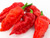 Ghost Pepper Seeds- 25 Plus inch Bhut Jolokia inch  by Ohio Heirloom Seeds