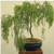 Bonsai Australian Willow Tree Cutting - Large Thick Trunk Root Stock - One Live Indoor Outdoor Bonsai Tree - Shipped Bare Root  No Pot or Soil Included