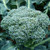1 Oz Seeds  Approx 9000 Seeds  of Waltham 29 Broccoli  Brassica oleracea