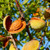 Live Plant - Almond Tropical Fruit Tree Nut Desmayo Largueta Varieties Hard Shell - Tropical Fruit Plant