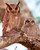 Owl 8 x 10   8x10 Photo Picture Image  33 *SHIPS FROM USA*