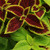 Outsidepride Coleus Under The Sun - 10 Seeds