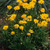 Outsidepride Coreopsis Early Sunrise - 250 Seeds