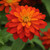 Outsidepride Zinnia Zahara Double Fire Flower Seeds - 50 Seeds